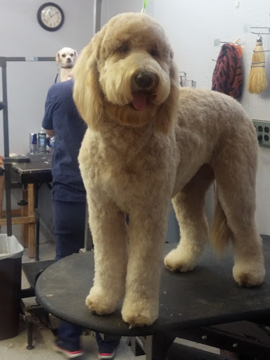 Pet Supply Store «Ma & Paws Pet Supplies», reviews and photos, 206 Anderson Ln N #200, Hendersonville, TN 37075, USA