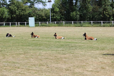 Club Saumurois d'Education Canine ( CSEC ) à Saumur