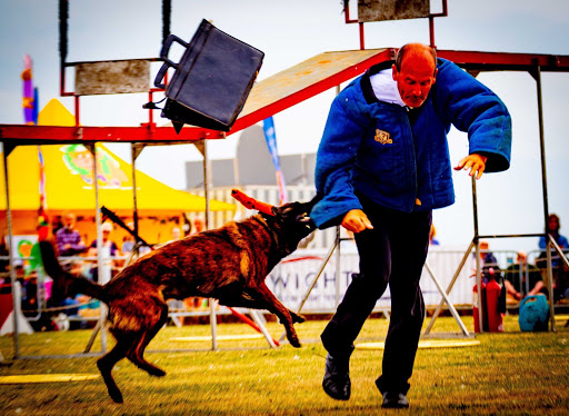 Dog training classes Cardiff
