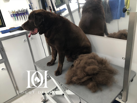 Doggy Deluxe - Mobile Dog Groomer