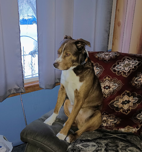 East Slope Veterinary Services LLC. image