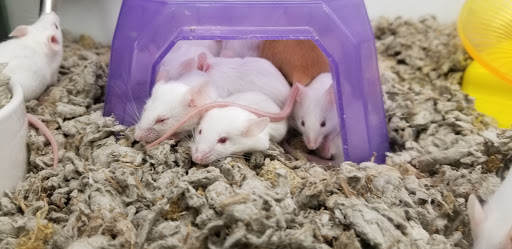 Pet Supply Store «Petco Animal Supplies», reviews and photos, 801 W Lake Ave, Peoria, IL 61614, USA