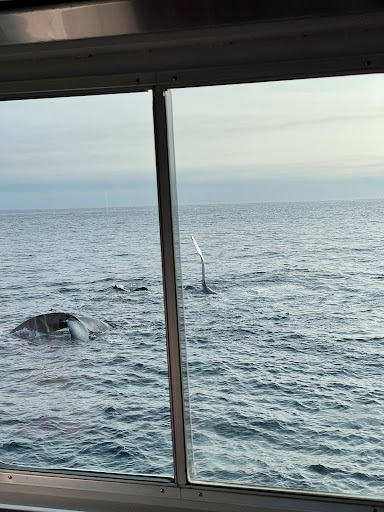 Whale Watching Tour Agency «Bar Harbor Whale Watch Co», reviews and photos, 1 West St, Bar Harbor, ME 04609, USA