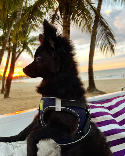 Pet Store «Tri-Creek Kennels», reviews and photos, 5641 US-129, Pendergrass, GA 30567, USA