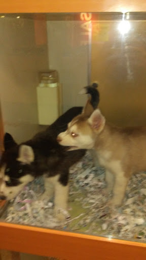 Pet Store «Barkworks», reviews and photos, 1118 Galleria At Tyler, Riverside, CA 92503, USA