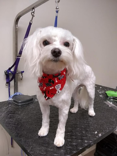 Pet Supply Store «EarthWise Pet Supply - Richardson», reviews and photos, 1310 W Campbell Rd #128, Richardson, TX 75080, USA