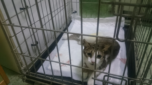 Clínica Veterinaria Canisan en Requena