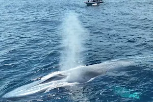 SoCal Whale Watching image