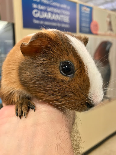 Pet Supply Store «PetSmart», reviews and photos, 2631 Beene Blvd, Bossier City, LA 71111, USA