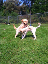 Country Comfort Inn "Your Pet's Getaway" - Photo 4 - Car repair in Elma, NY, Buffalo