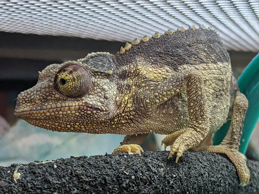 Pet Supply Store «Petco Animal Supplies», reviews and photos, 4915 E 41st St C, Tulsa, OK 74135, USA