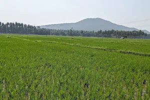Kodaikanal foothills image