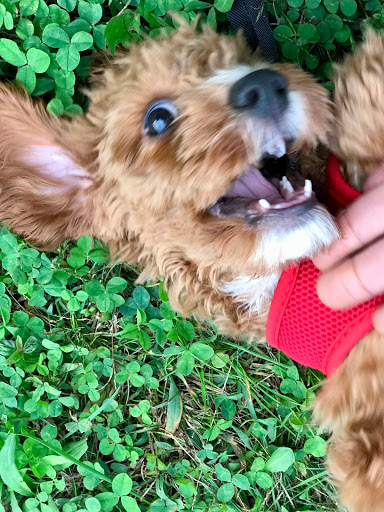 Pet Store «The Puppy Store», reviews and photos, 1163 Merrick Ave, Merrick, NY 11566, USA