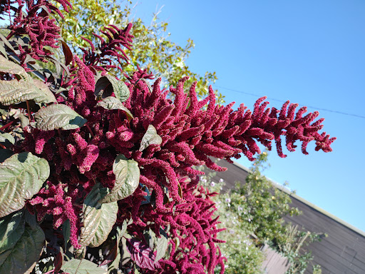 Grocery Store «Palace Market», reviews and photos, 11300 CA-1, Point Reyes Station, CA 94956, USA
