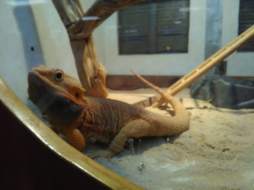 Pet Store «Forever Pets Inc», reviews and photos, 1030 Basse Rd, San Antonio, TX 78212, USA