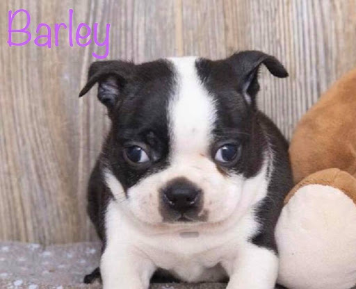 Pet Store «Pet Express», reviews and photos, 100 Independence Way, Danvers, MA 01923, USA