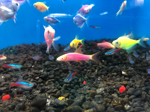 Pet Store «Pet Supermarket», reviews and photos, 12576 SW 8th St, Miami, FL 33184, USA