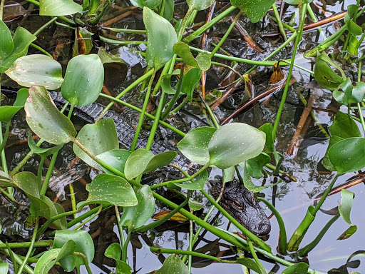 Animal Rescue Service «McCarthys Wildlife Sanctuary», reviews and photos, 12943 61st St N, West Palm Beach, FL 33412, USA