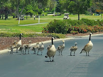 Villages Golf & Country Club - Photo 5 - Car repair in San Jose, CA, San Jose