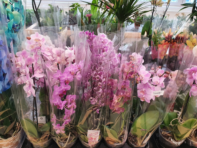 Comentarii opinii despre Zahradnictvi D/H Květiny