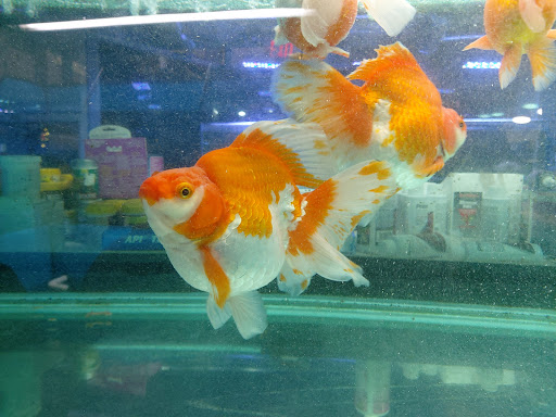 Tropical Fish Store «Aquatic Treasures», reviews and photos, 35 Galen St, Watertown, MA 02472, USA