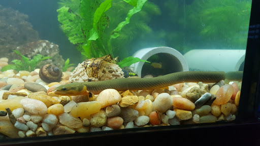 Tropical Fish Store «Oceanside Aquariums», reviews and photos, 2176 N Mt Juliet Rd #105, Mt Juliet, TN 37122, USA