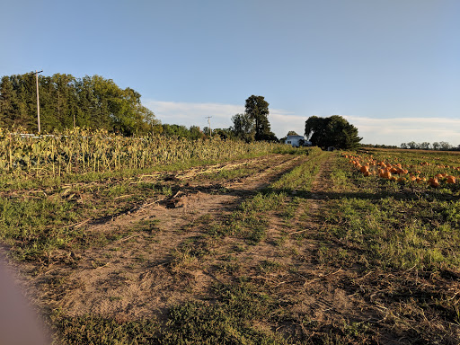 Produce Market «Rush Vegetables», reviews and photos, 2120 Eagle Harbor Waterport Rd, Albion, NY 14411, USA