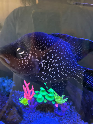 Tropical Fish Store «Fishland», reviews and photos, 13155 Westheimer Rd #114, Houston, TX 77077, USA