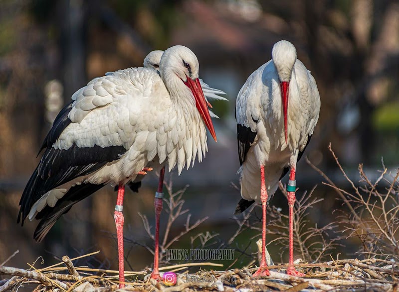 天王寺動物園 鳥の楽園