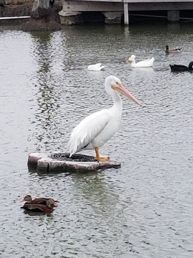 Park «Pendleton Park», reviews and photos, 1427 Morgan Blvd, Harlingen, TX 78550, USA