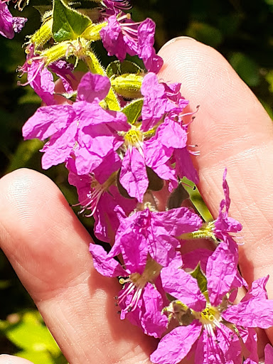 Park «Theodore Wirth Regional Park», reviews and photos, 1339 Theodore Wirth Pkwy, Golden Valley, MN 55422, USA