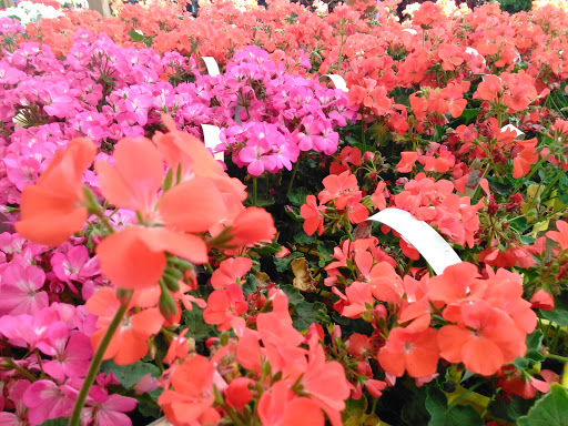 Home Improvement Store «Menards», reviews and photos, 2116 N Central Ave, Marshfield, WI 54449, USA