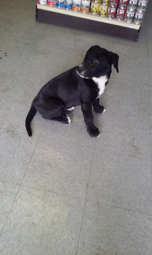 Pet Store «Royalty Pet Store», reviews and photos, 1140 Waterloo Rd #5, Stockton, CA 95215, USA