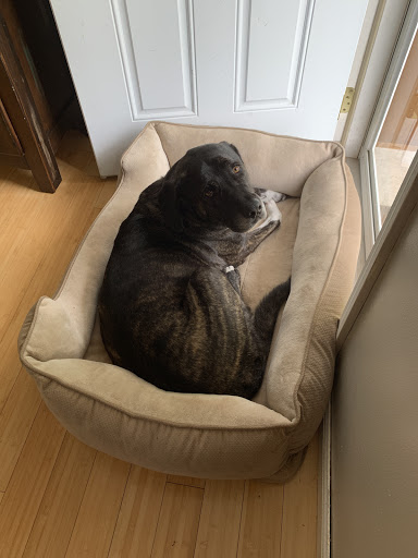 Pet Supply Store «Petco Animal Supplies», reviews and photos, 1694 Boston Rd, Springfield, MA 01129, USA