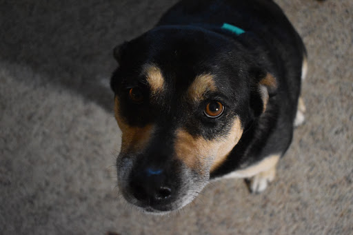 Pet Supply Store «Petco Animal Supplies», reviews and photos, 3110 S Louise Ave, Sioux Falls, SD 57106, USA