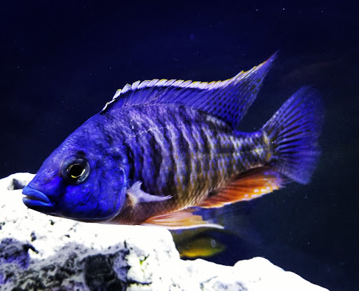 Pet Supply Store «Live Fish Direct .com», reviews and photos, 12270 700 E, Draper, UT 84020, USA