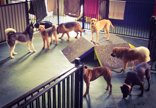 Urban Paws Doggy Daycare Yarraville