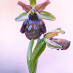 Photo n°8 de l'avis de Giancarlo.o fait le 05/05/2022 à 12:10 sur le  Eremo Monte Barro à Galbiate