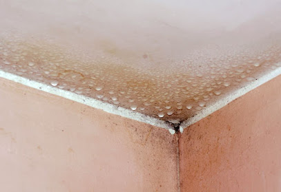 Mold.ca - Toronto Mold Inspection & Removal