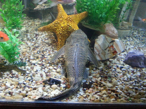 Pet Supply Store «Pet Station Jackson», reviews and photos, 1617 E Michigan Ave, Jackson, MI 49202, USA