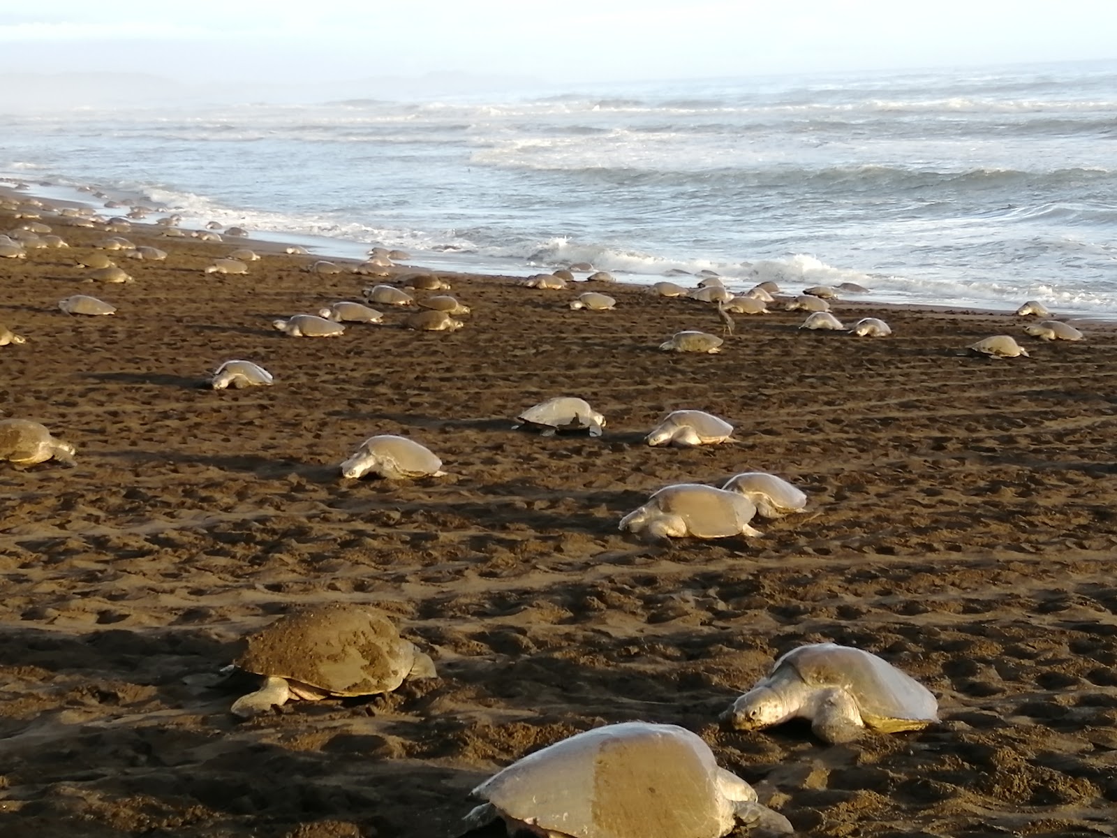 Foto von Playa del Ostional und die siedlung