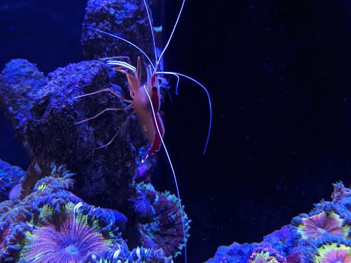 Aquarium «VIP Reef Aquarium», reviews and photos, 16300 SW 137th Ave #121, Miami, FL 33177, USA