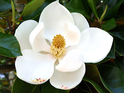 Magnolia Prep of Orlando