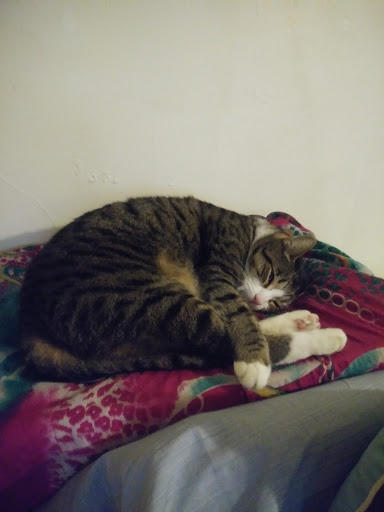 Pet Supply Store «PetSmart», reviews and photos, 2550 Cherry Ave, Signal Hill, CA 90755, USA