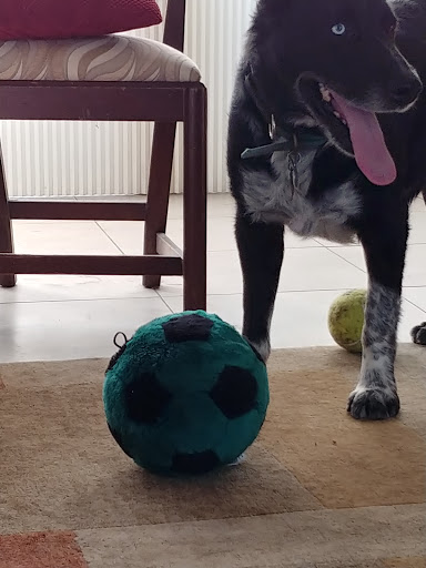 Pet Supply Store «Pet Food Express», reviews and photos, 912 Diablo Ave, Novato, CA 94947, USA