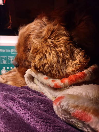 Madison Companion Animal Hospital image