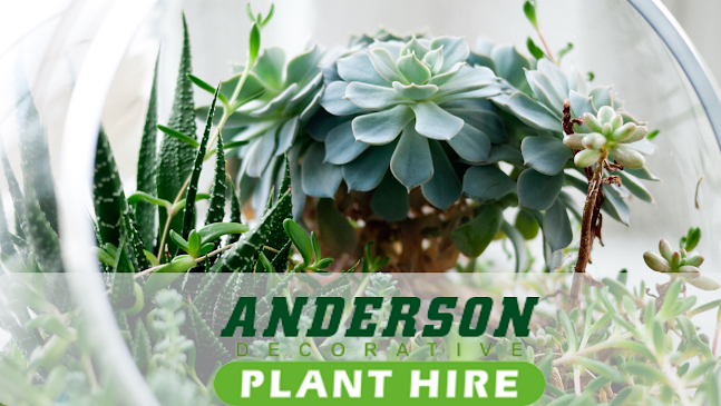 Anderson Decorative Plant Hire