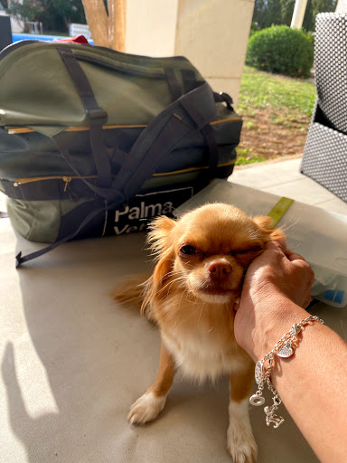 Palma Vet - Veterinarios A Domicilio Mallorca en Palma