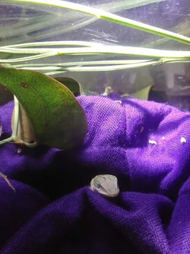 Pet Supply Store «Pet Supplies Plus», reviews and photos, 12407 MoPac Expy 525 - B, Austin, TX 78758, USA