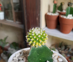 Hi Kaktus! photo